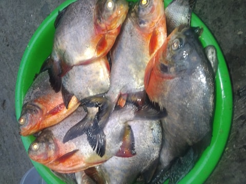 Several fish with shiny scales are placed inside a bright green plastic container. The fish have an orange hue around their heads and some scales are silver, reflecting light.