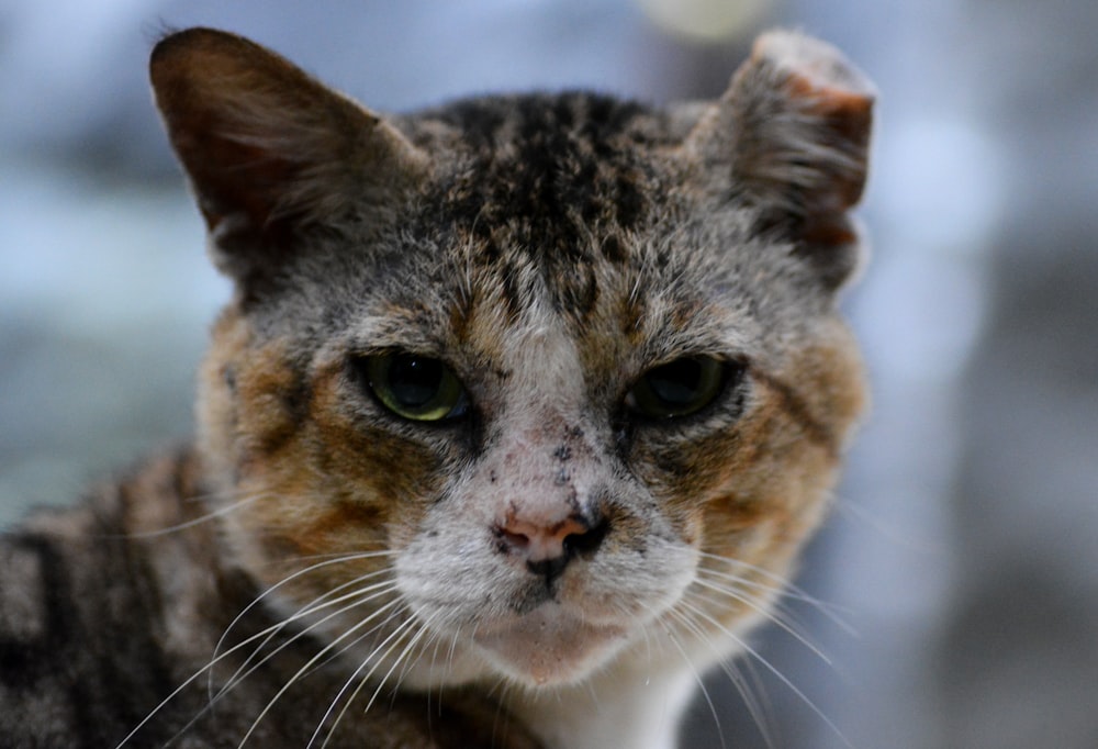 a close up of a cat with a blurry background