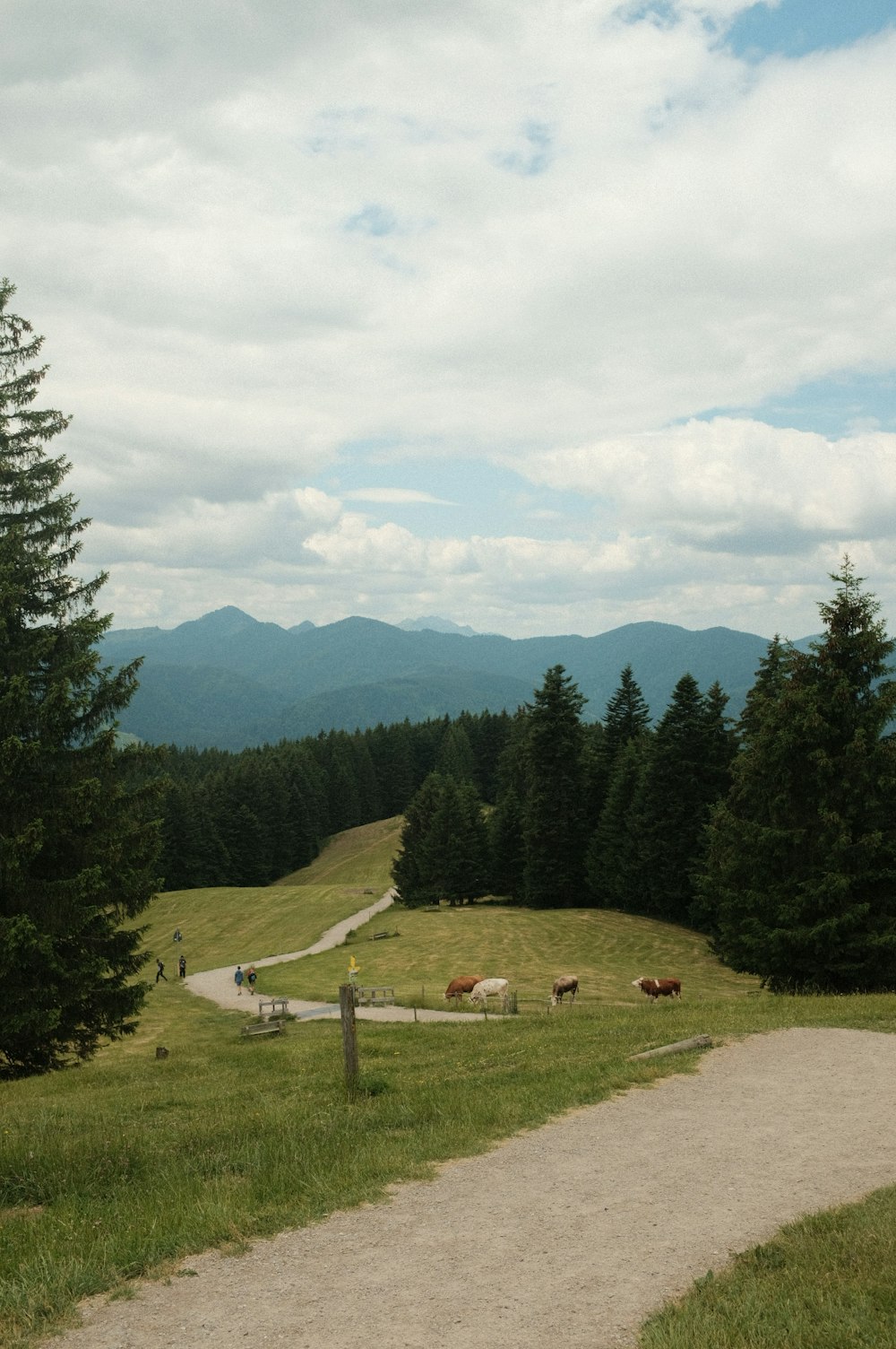 a dirt path leading to a grassy field