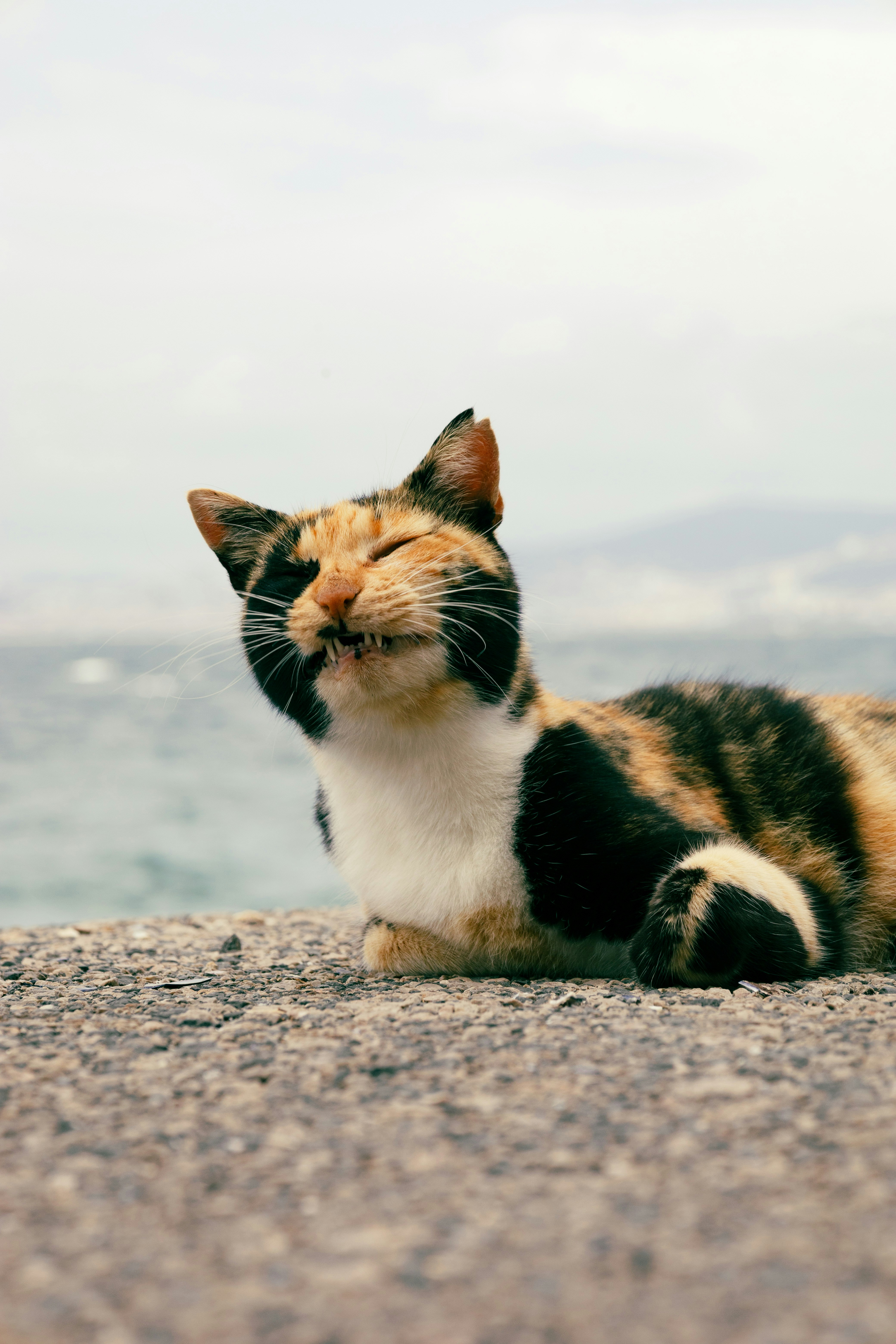 Could There Still Be Undiscovered Island Cats? (image credits: unsplash)