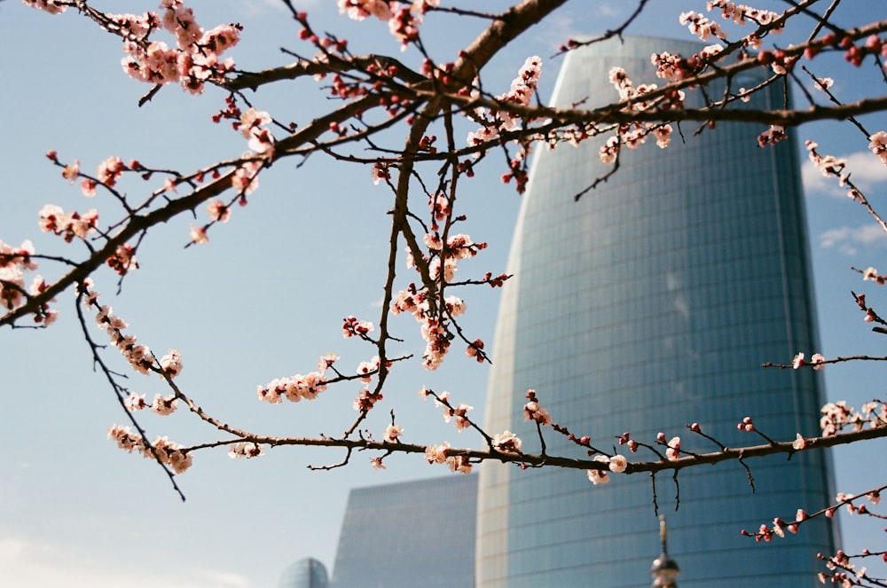 a tall building behind a tree with pink flowers