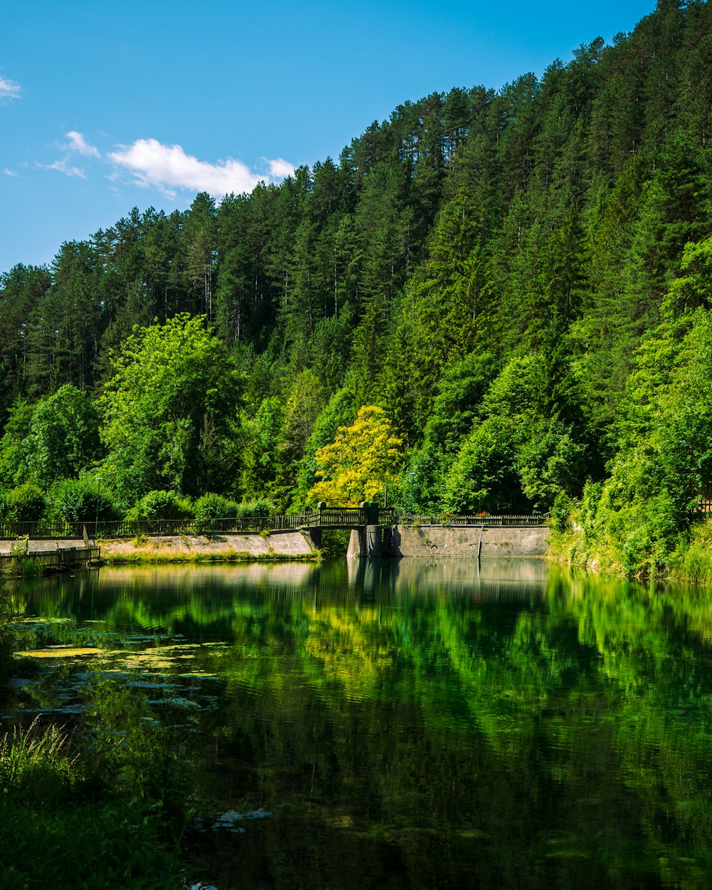 a body of water surrounded by a forest