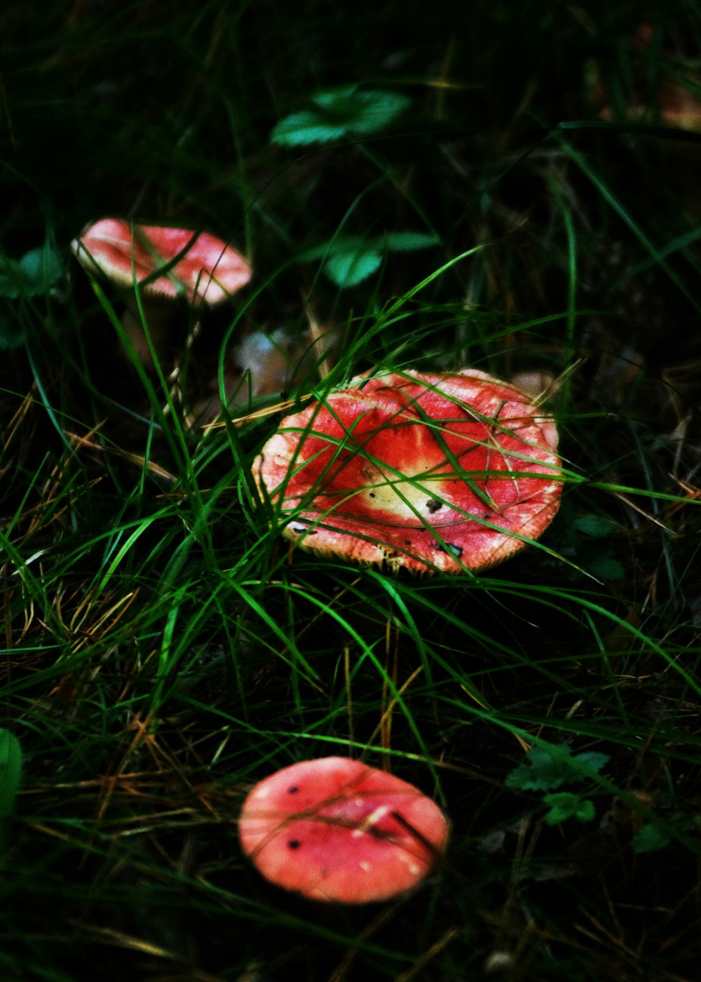 a group of mushrooms that are sitting in the grass