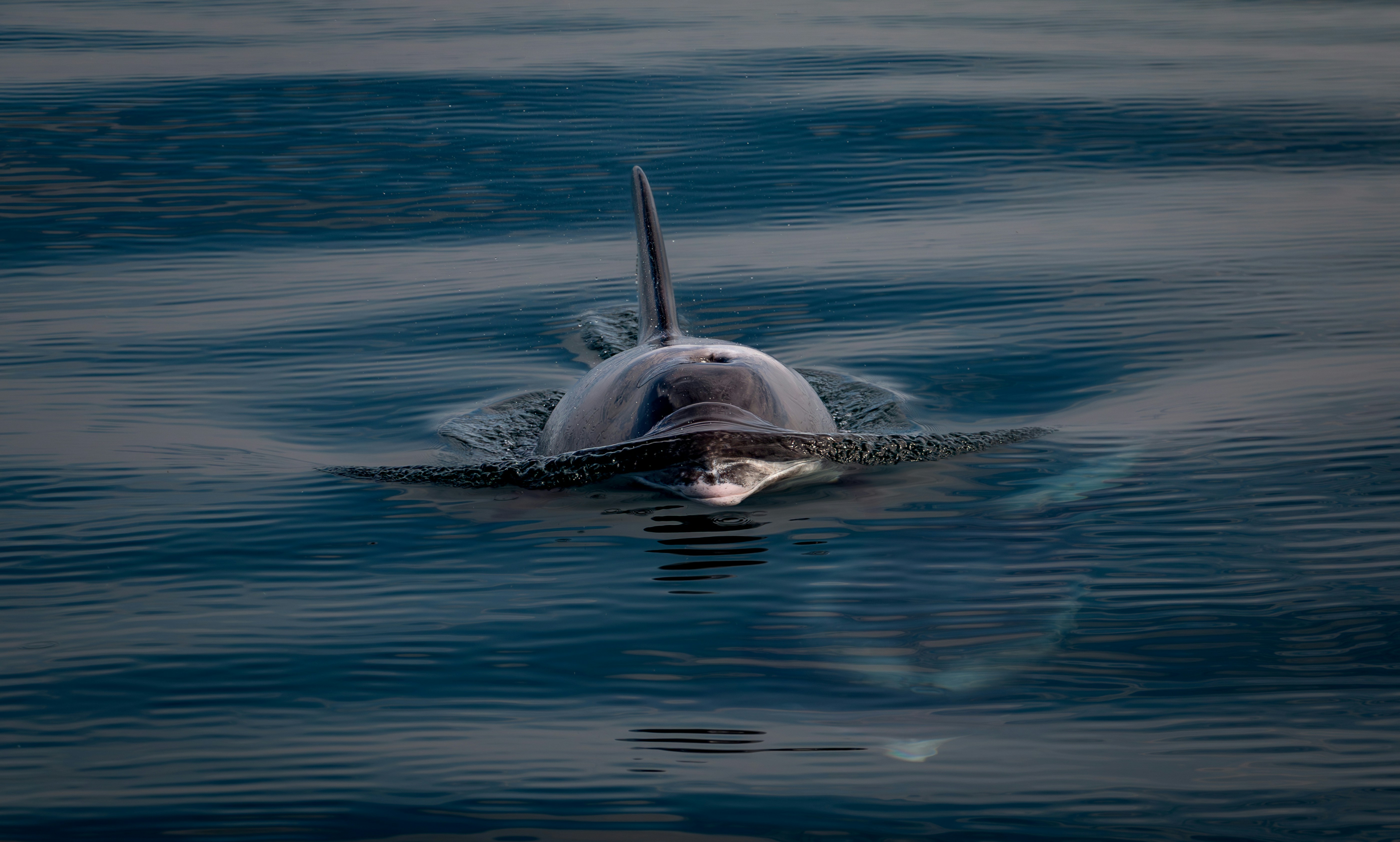 Photo by raymondo600