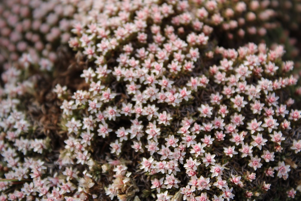 a close up of a bunch of small white flowers