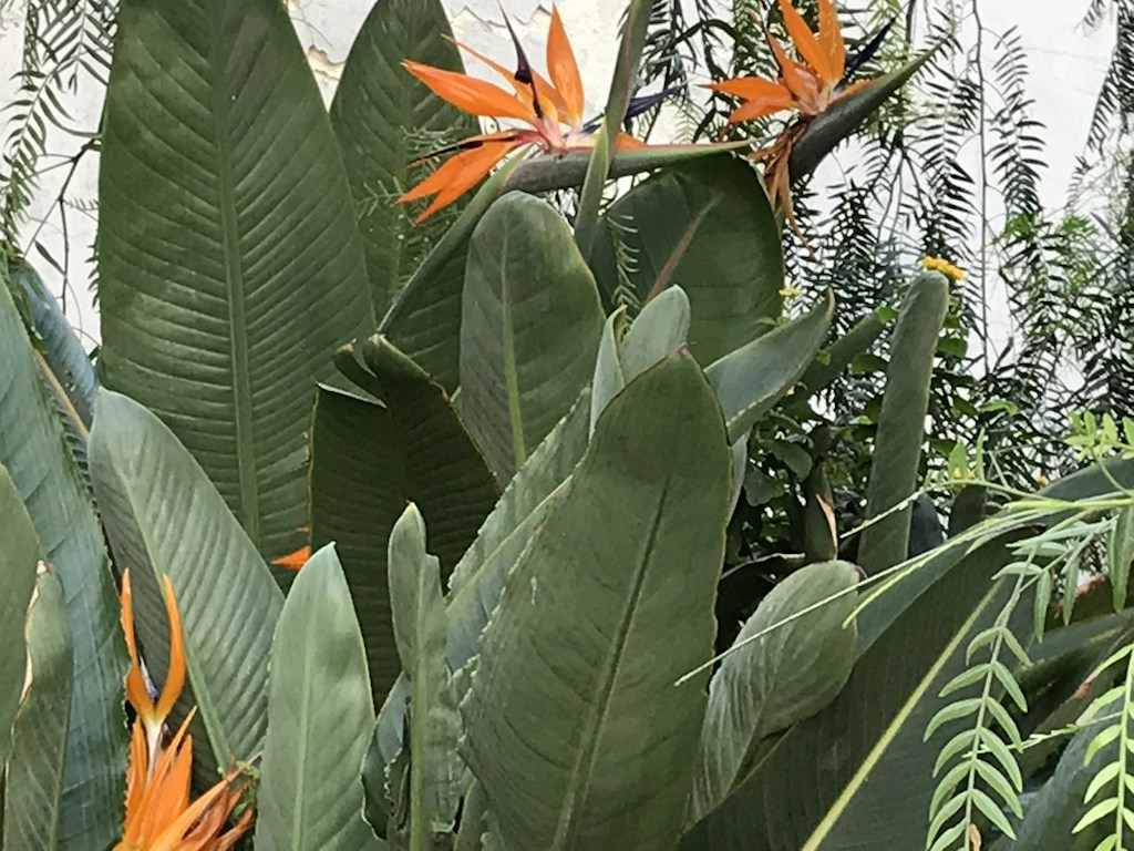 Birds of Paradise