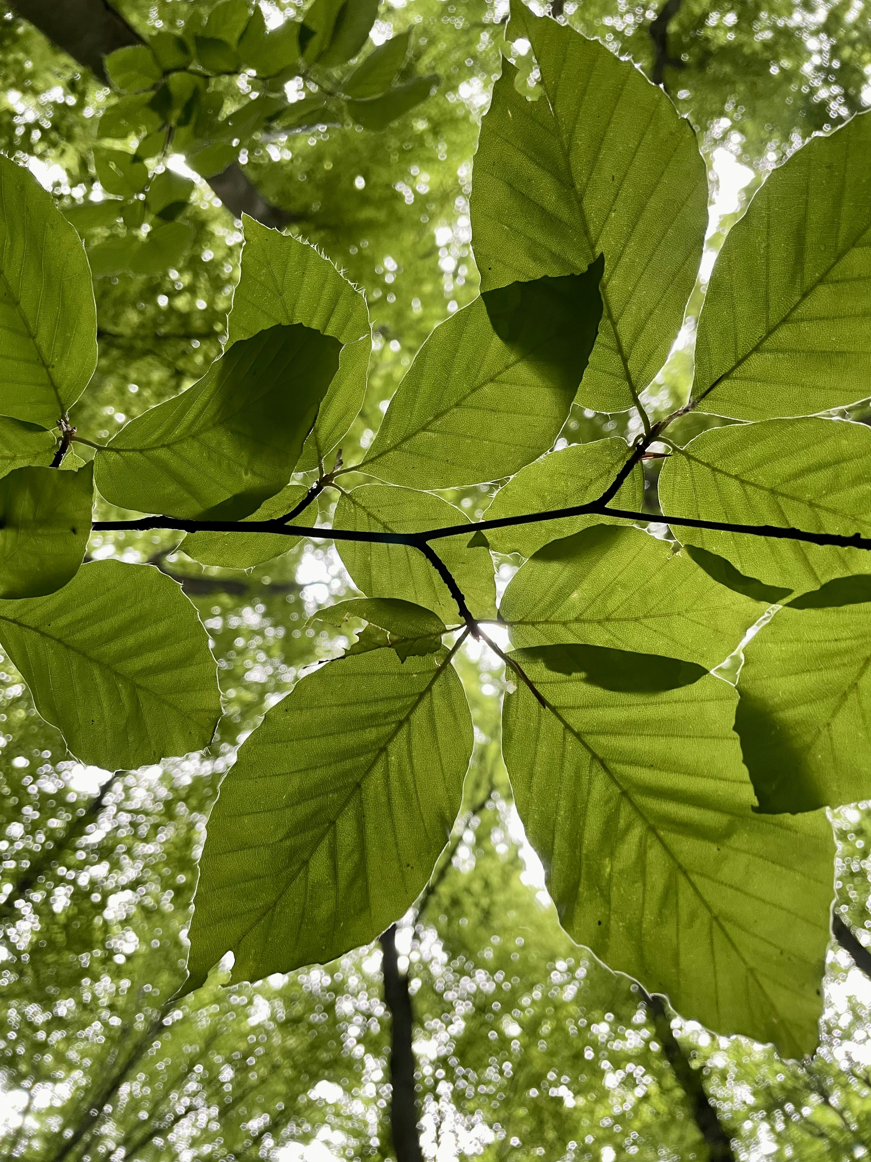 The leaves of a tree in a forest