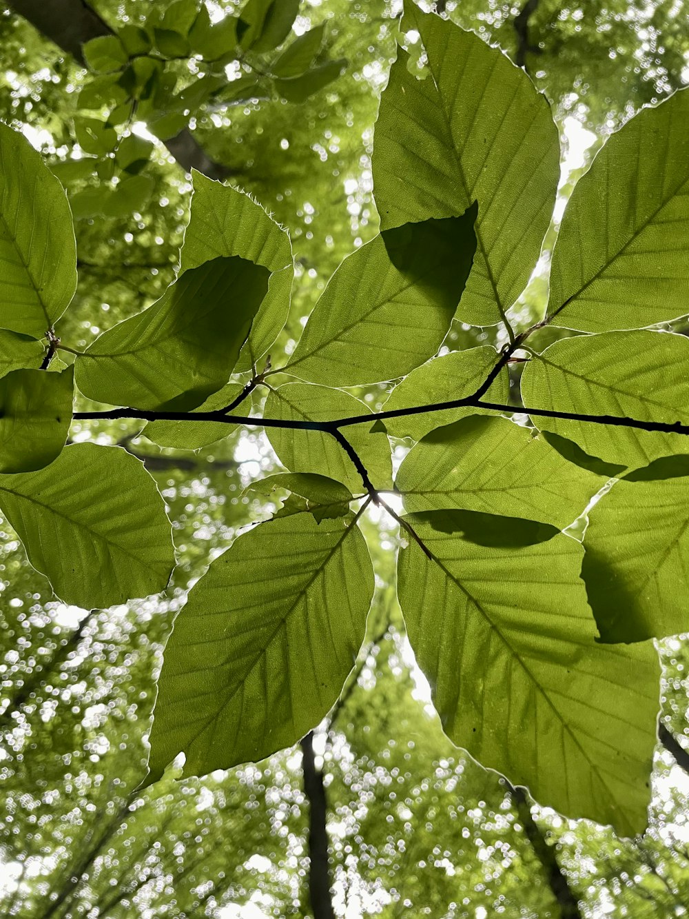 the leaves of a tree in a forest