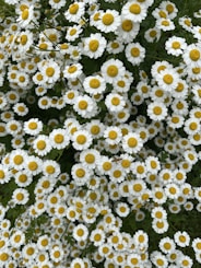 a bunch of white and yellow flowers in a field