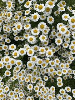 a bunch of white and yellow flowers in a field