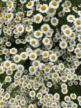 a bunch of white and yellow flowers in a field