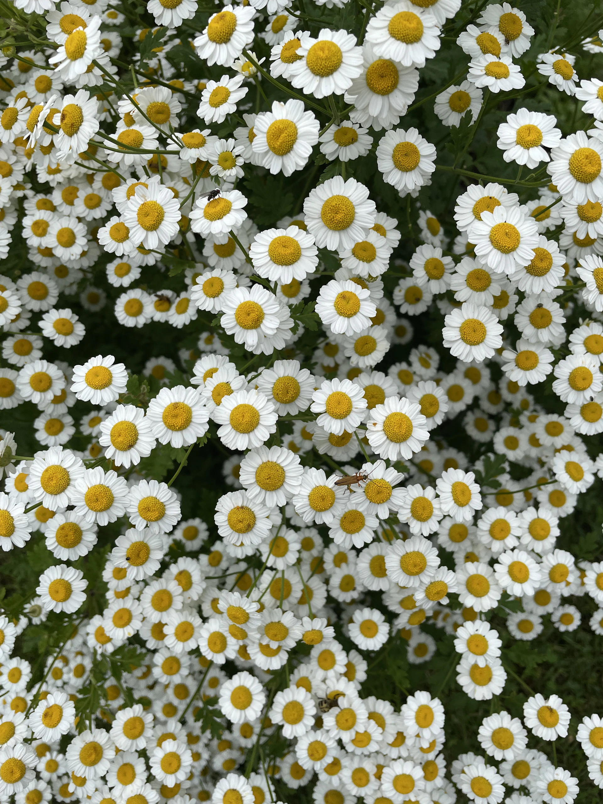a bunch of white and yellow flowers in a field