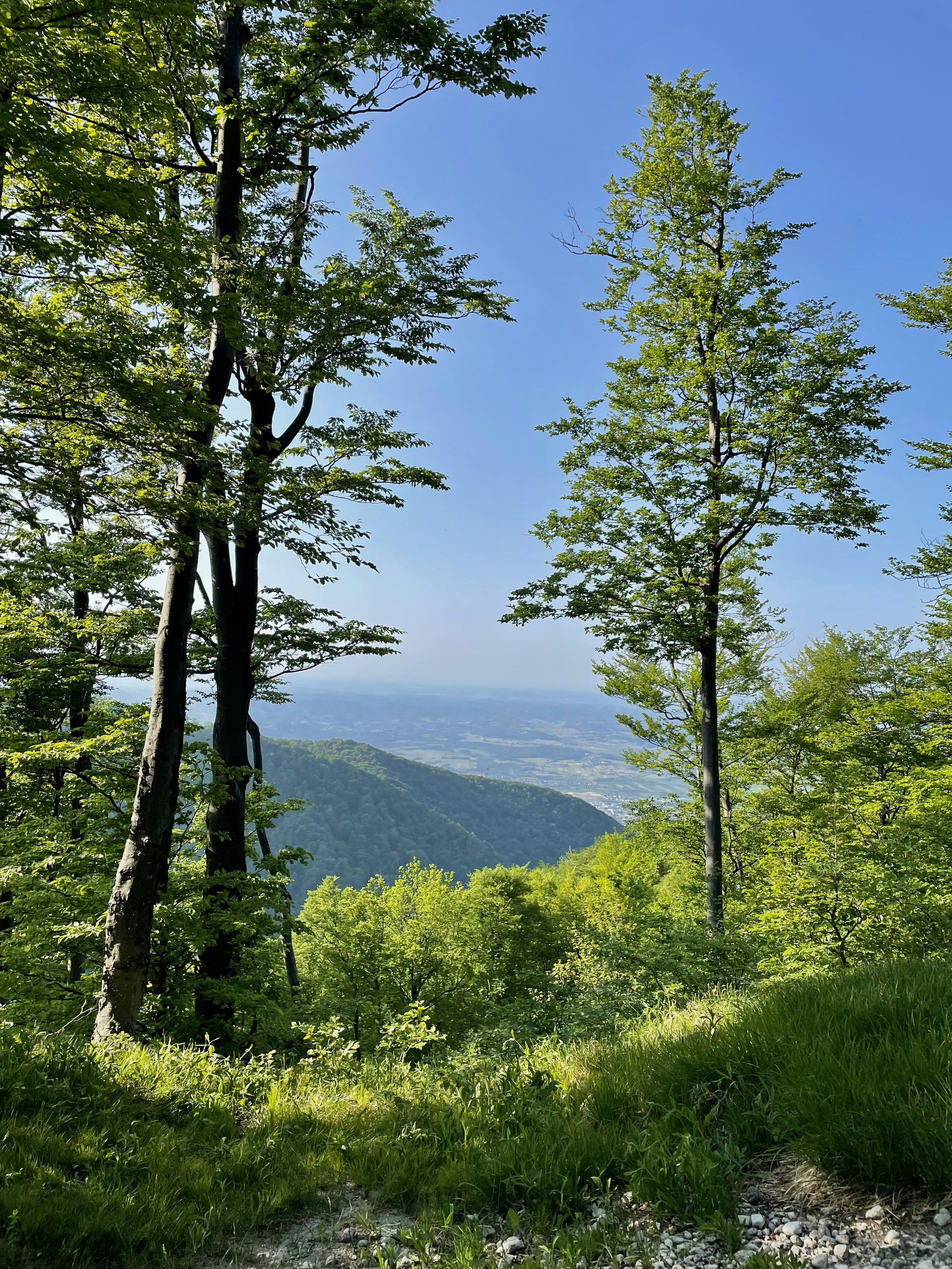 A scenic view of the mountains and trees