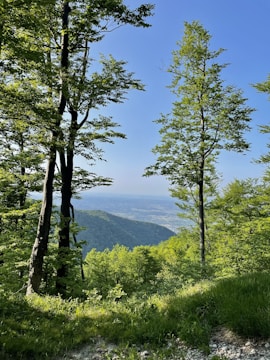 Blick durch Bäume auf ein Tal in der Ferne – Symbolbild für mentale Klarheit und Resilienztraining