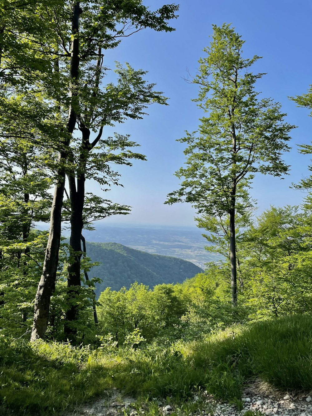 Ein malerischer Blick auf die Berge und Bäume