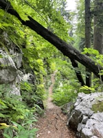 A rugged trail winding through dense pine forest with a windbreaker hanging on a branch.