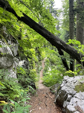 A rugged trail winding through dense pine forest with a windbreaker hanging on a branch.