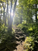 Sunlight filtering through leaves onto a winding garden path.
