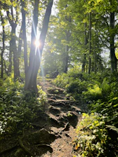 Sunlight filtering through trees onto a winding path symbolizing the journey of faith and empowerment.