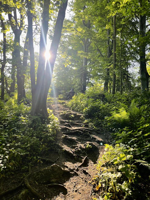 Sunlight filtering through the dense canopy over a winding forest path at green_ara.