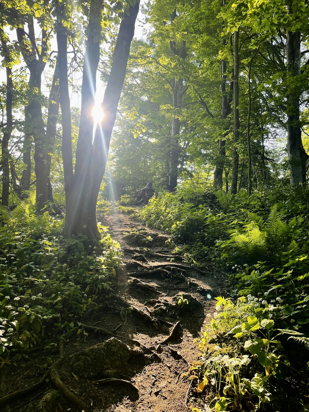 O sol brilha entre as árvores em uma trilha
