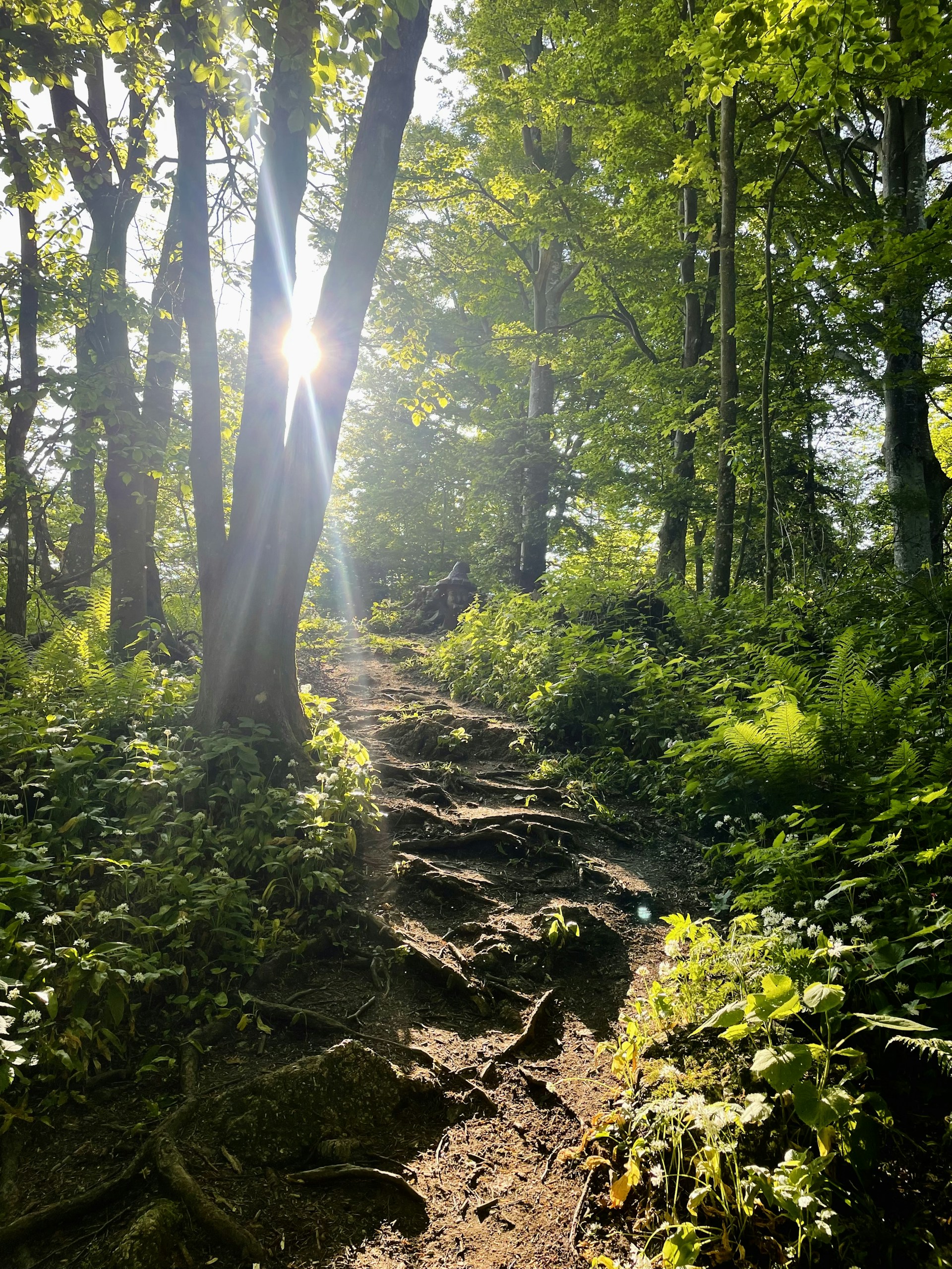Sunlight filtering through dense forest canopy illuminating a winding trail surrounded by vibrant foliage at the resort.