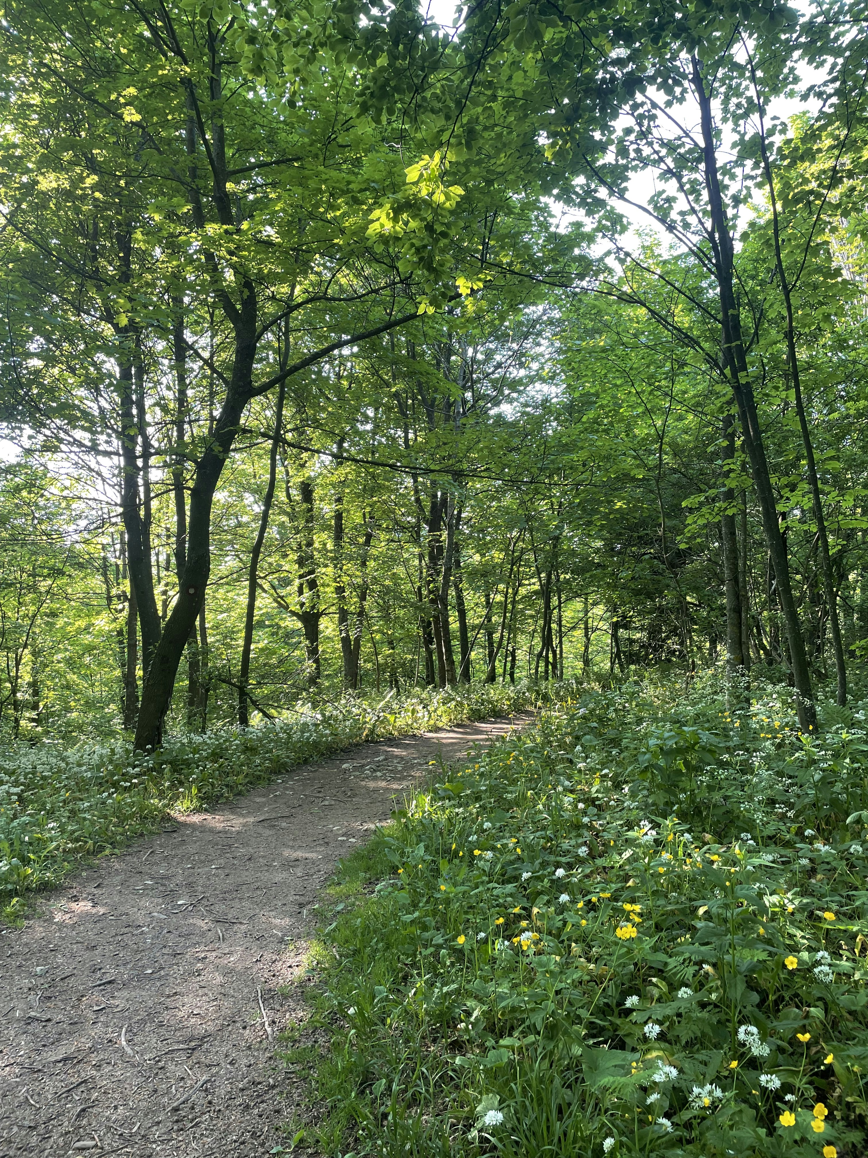 A path through a forest with many trees