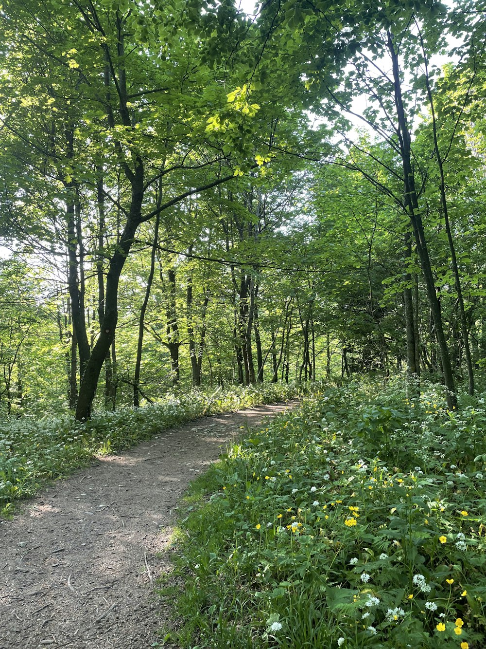 Ein Pfad durch einen Wald mit vielen Bäumen