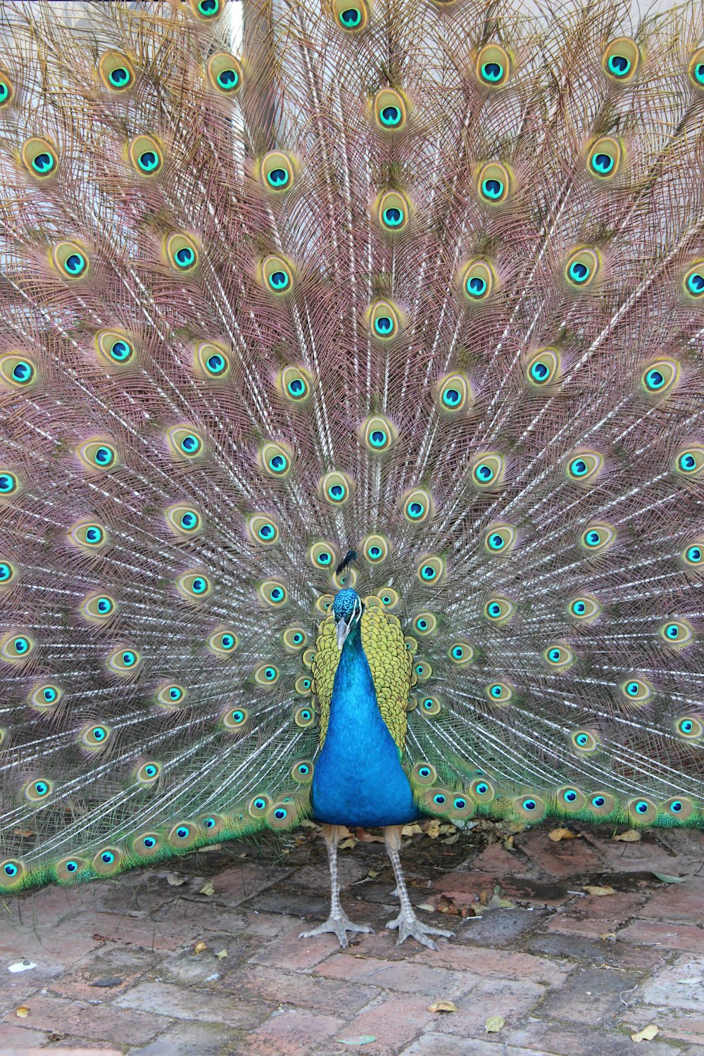 a peacock with its feathers spread out