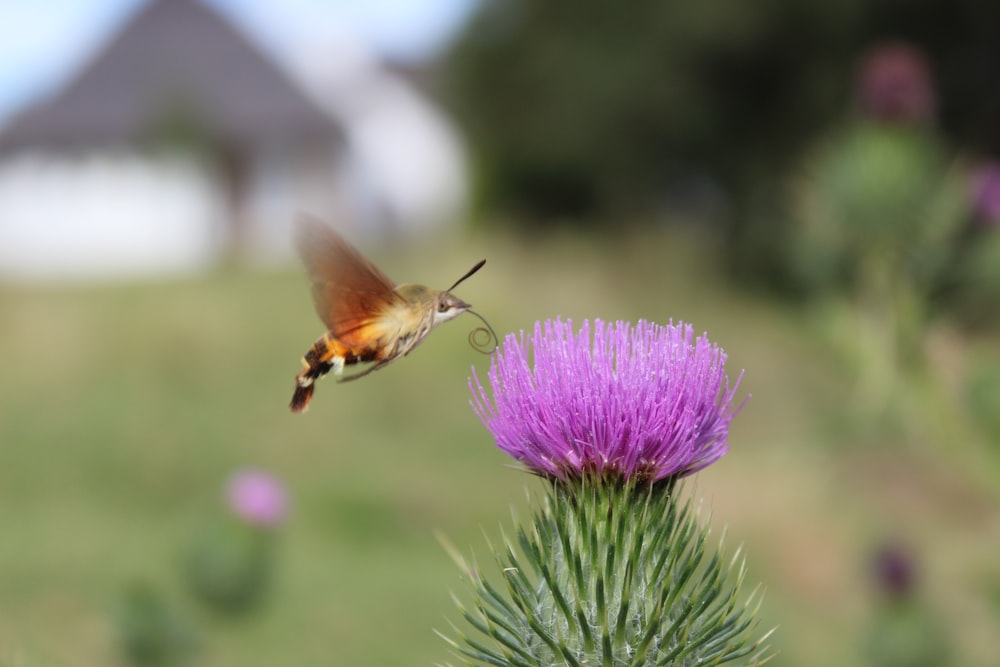 a hummingbird flying over a purple flower