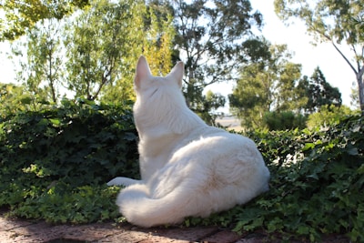 A rescued dog resting peacefully under a sunlit tree in the sanctuary.
