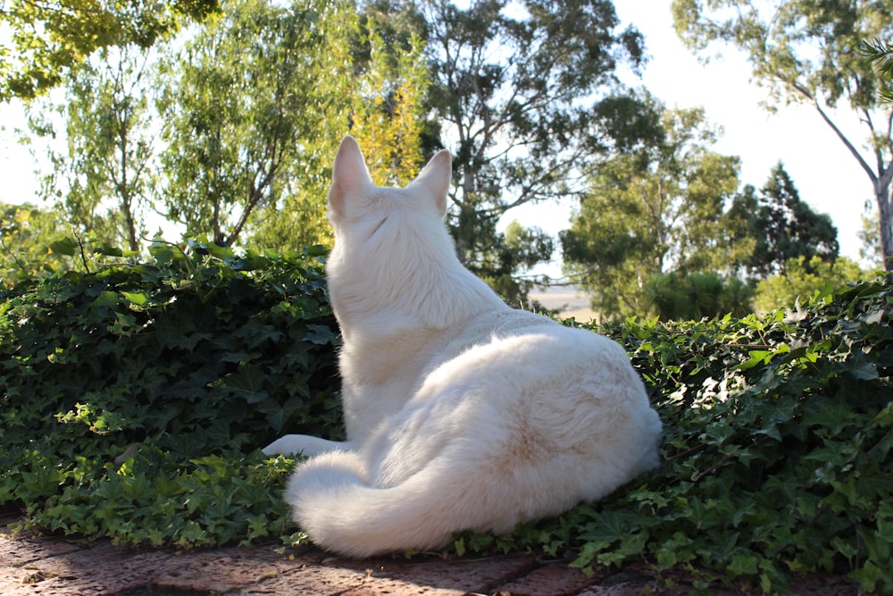 a large white dog sitting on top of a lush green field
