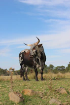 a bull with large horns standing in a field