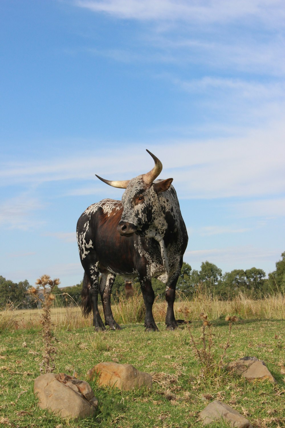 Ein Stier mit großen Hörnern, der auf einem Feld steht