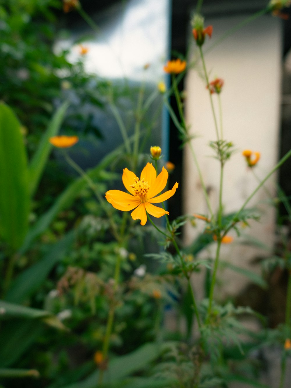 a close up of a yellow flower near a building