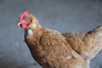 A brown chicken with a vivid red comb and wattle stands in front of a blurred grey background. The feathers are well-groomed and glossy, suggesting good health.