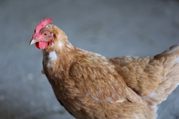 A brown chicken with a vivid red comb and wattle stands in front of a blurred grey background. The feathers are well-groomed and glossy, suggesting good health.
