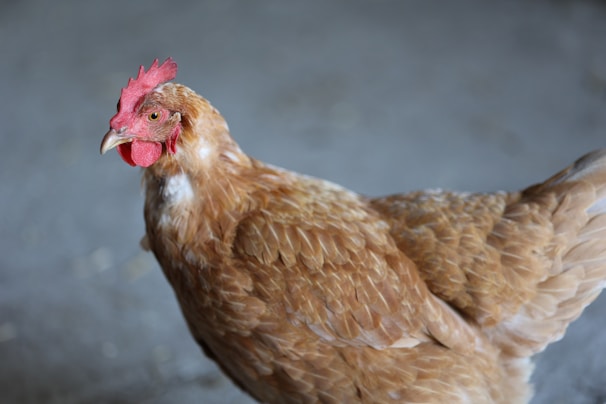 A brown chicken with a vivid red comb and wattle stands in front of a blurred grey background. The feathers are well-groomed and glossy, suggesting good health.