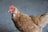 A brown chicken with a vivid red comb and wattle stands in front of a blurred grey background. The feathers are well-groomed and glossy, suggesting good health.