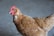 A brown chicken with a vivid red comb and wattle stands in front of a blurred grey background. The feathers are well-groomed and glossy, suggesting good health.