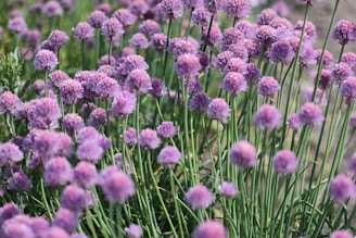 A lush cluster of chive plants with vibrant purple spherical flowers. The green stems are upright, complementing the dense floral heads that create a field of purple hues. The background is softly blurred, enhancing the focus on the flowers in the foreground.