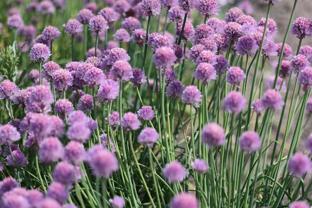 A lush cluster of chive plants with vibrant purple spherical flowers. The green stems are upright, complementing the dense floral heads that create a field of purple hues. The background is softly blurred, enhancing the focus on the flowers in the foreground.