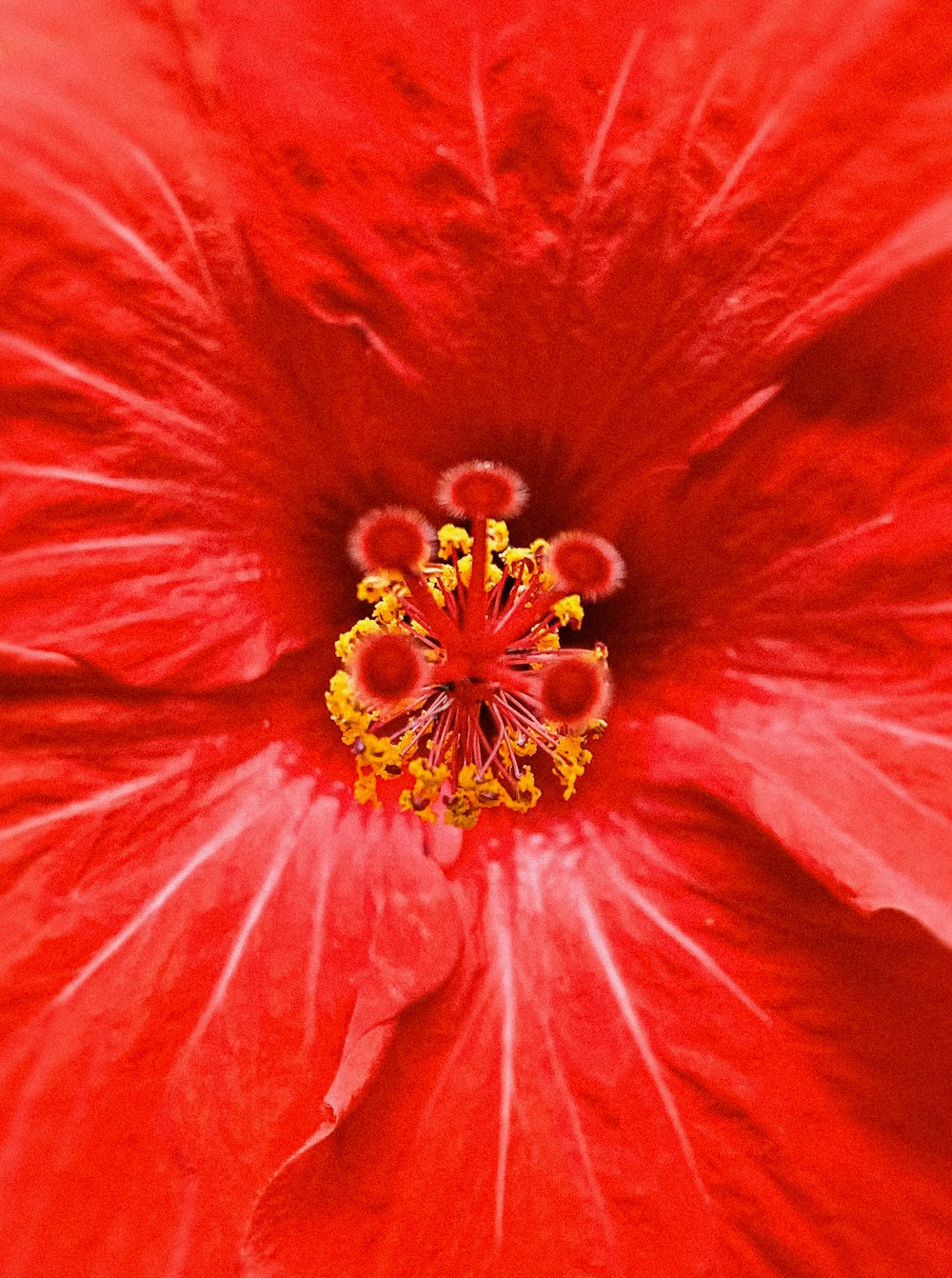 um close up de uma flor vermelha com estame amarelo