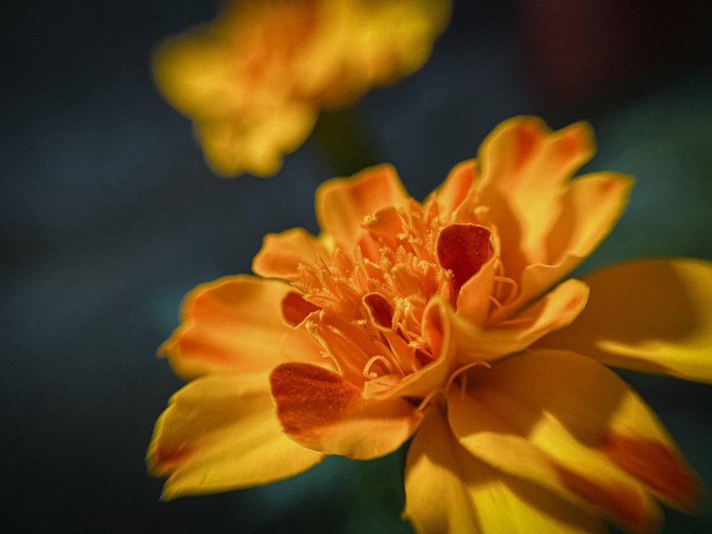 a close up of a flower with a blurry background