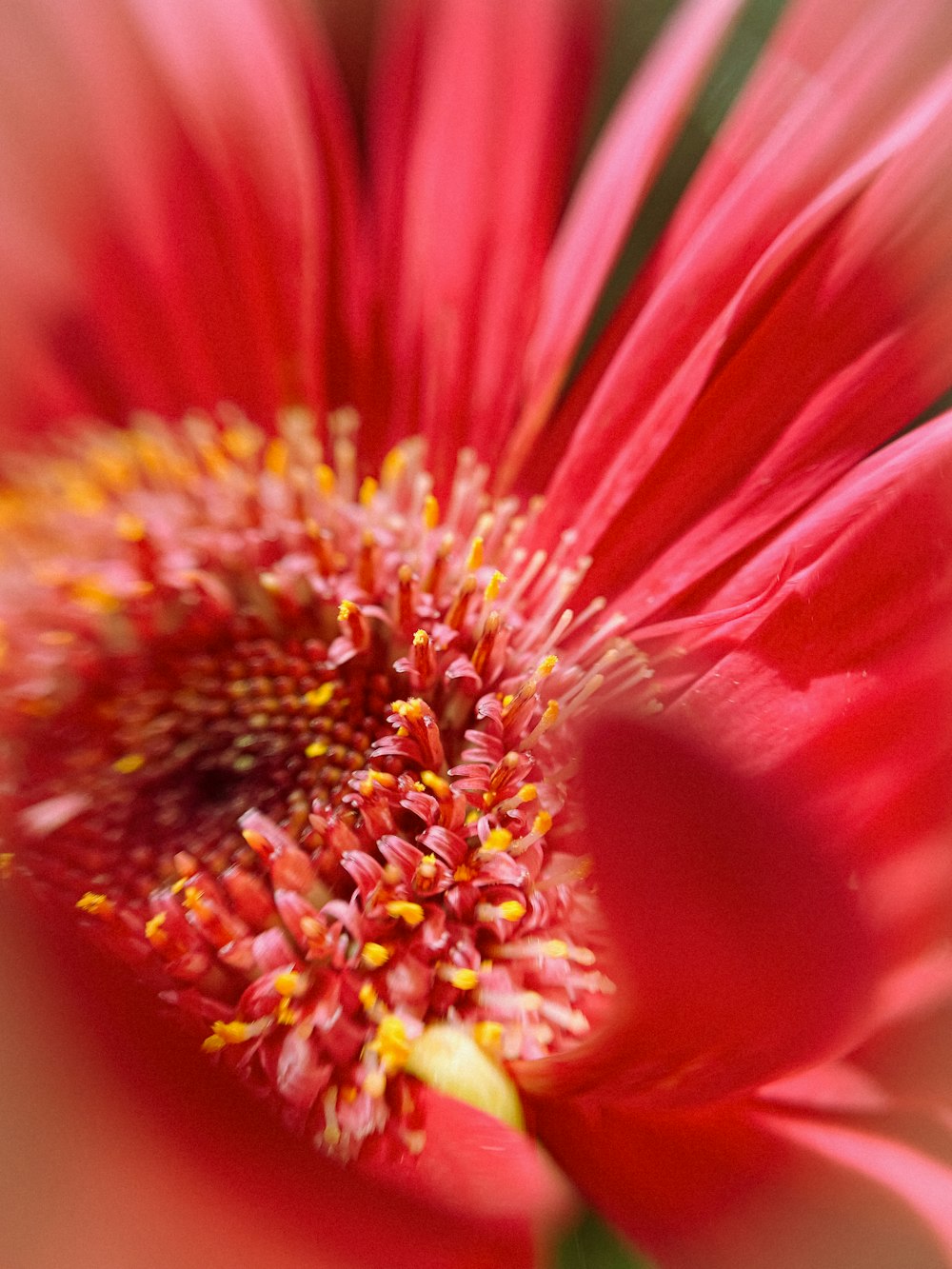 a close up of a red flower with a blurry background