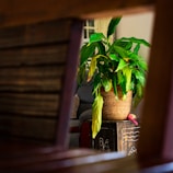 A vibrant green plant sits in a woven basket on a decorative wooden table. The setting is a cozy interior with soft lighting, where the plant stands out against the subtle background. A hint of a couch is visible along with a small pink object beside the basket.