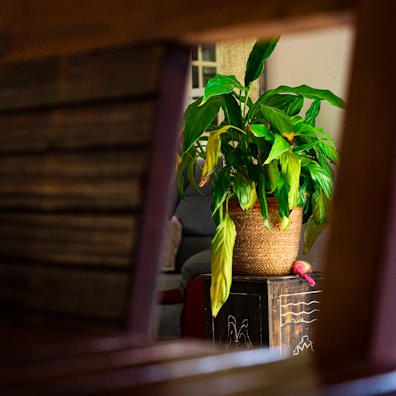 A vibrant green plant sits in a woven basket on a decorative wooden table. The setting is a cozy interior with soft lighting, where the plant stands out against the subtle background. A hint of a couch is visible along with a small pink object beside the basket.