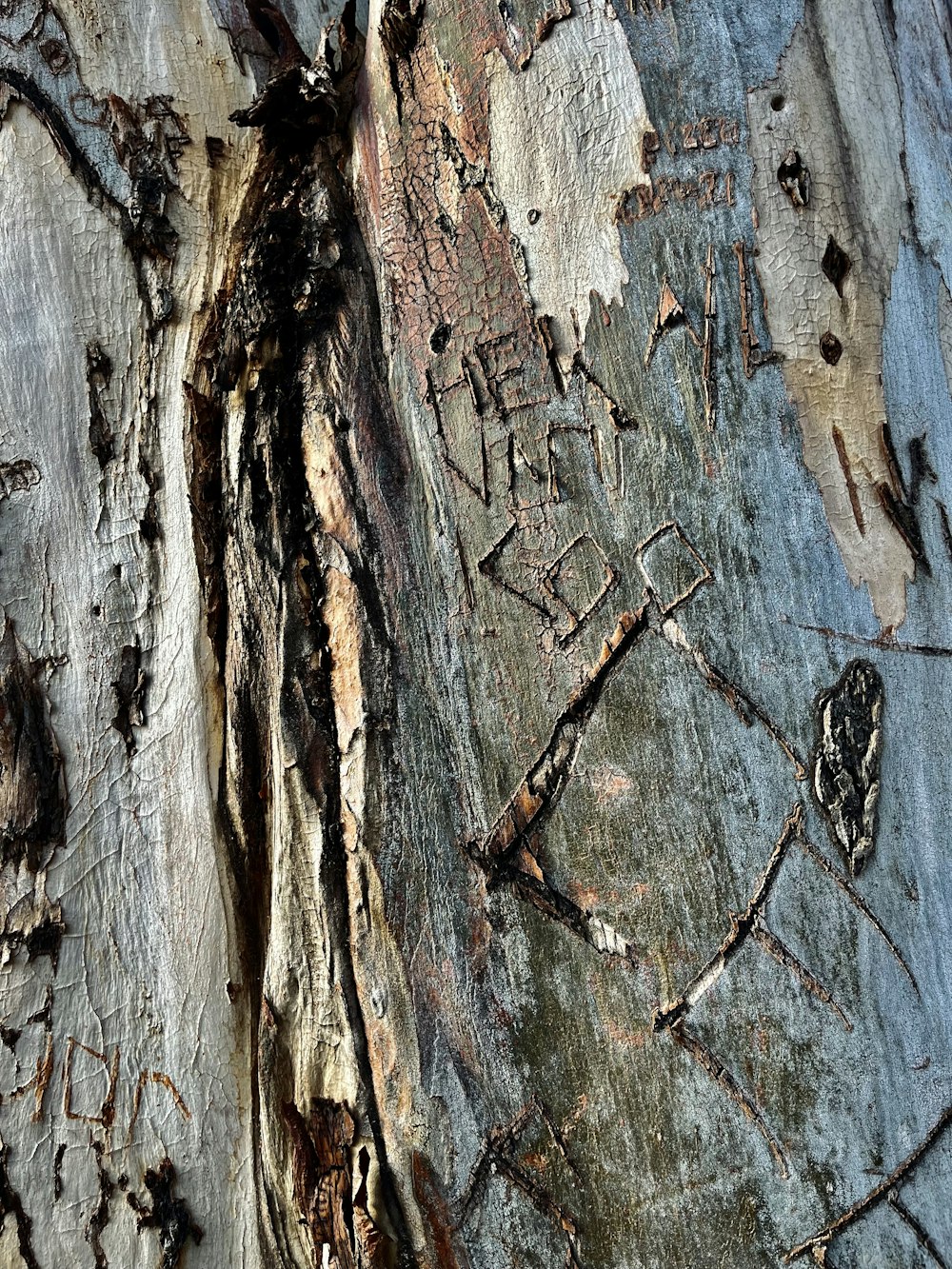 a close up of the bark of a tree