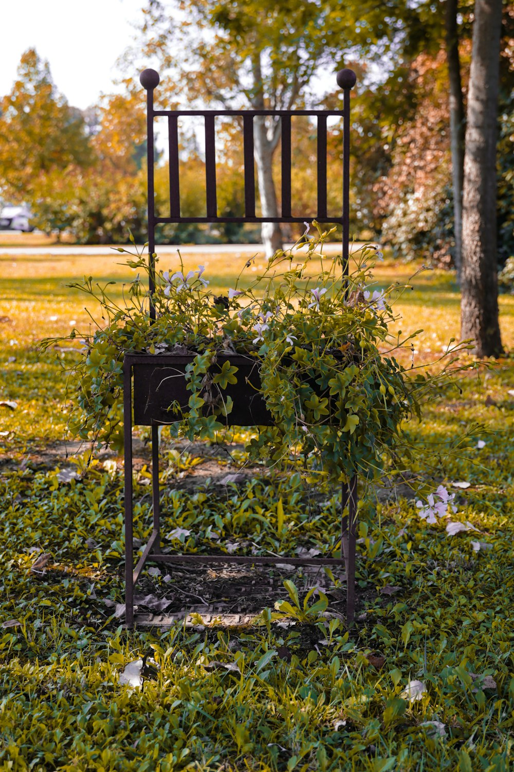 a chair with a plant growing out of it