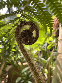 A close-up of a vibrant green fern unfurling its delicate fronds in soft natural light.
